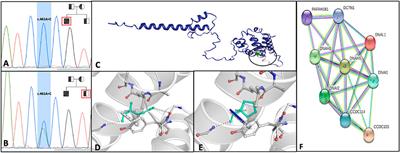 Case report: The CCDC103 variant causes ultrastructural sperm axonemal defects and total sperm immotility in a professional athlete without primary ciliary diskinesia